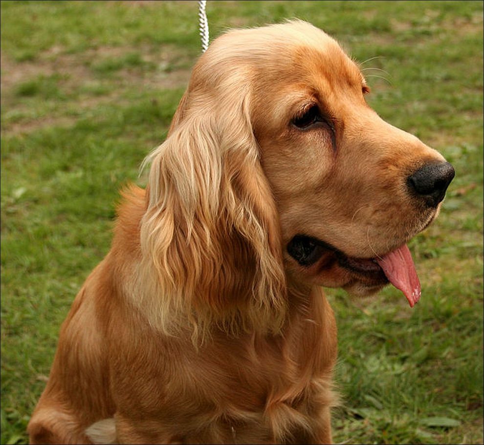 Razas de Perros: Cocker spaniel