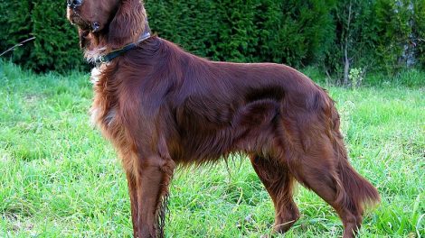 Hipoplasia cerebelosa en el Setter irlandés