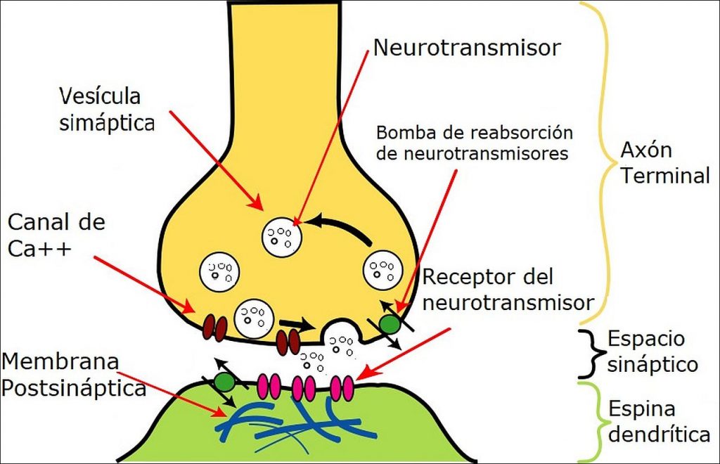 Sinapsis