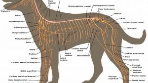 Sistema Nervioso del Perro