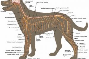 Sistema Nervioso del Perro