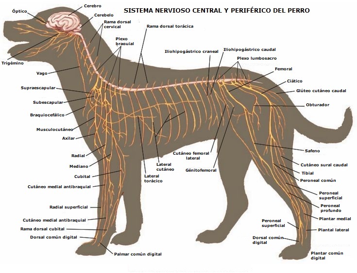 Sistema Nervioso del Perro