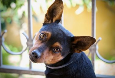 Sordera Adquirida y Pérdida Auditiva en el Perro, Causas, Cuidados