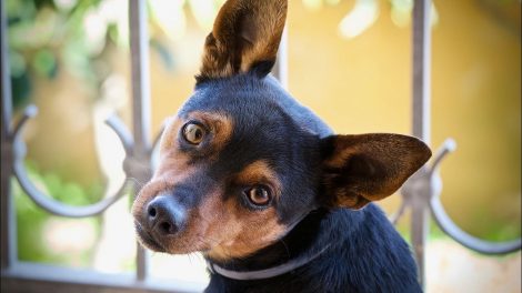 Sordera Adquirida y Pérdida Auditiva en el Perro, Causas, Cuidados