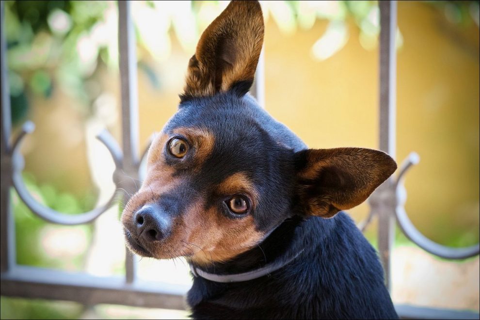 Sordera Adquirida y Pérdida Auditiva en el Perro, Causas, Cuidados