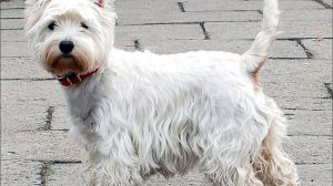 Razas de Perros de Caza: West Highland White Terrier