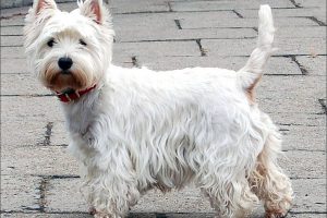 Razas de Perros de Caza: West Highland White Terrier