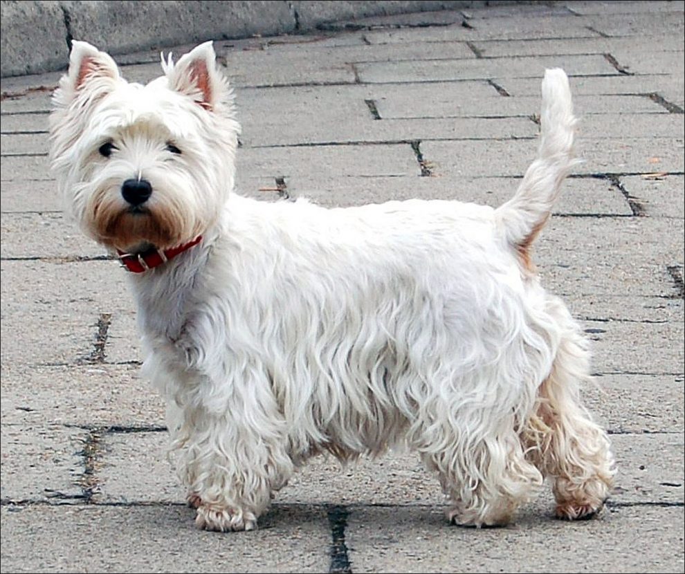 Razas de Perros de Caza: West Highland White Terrier