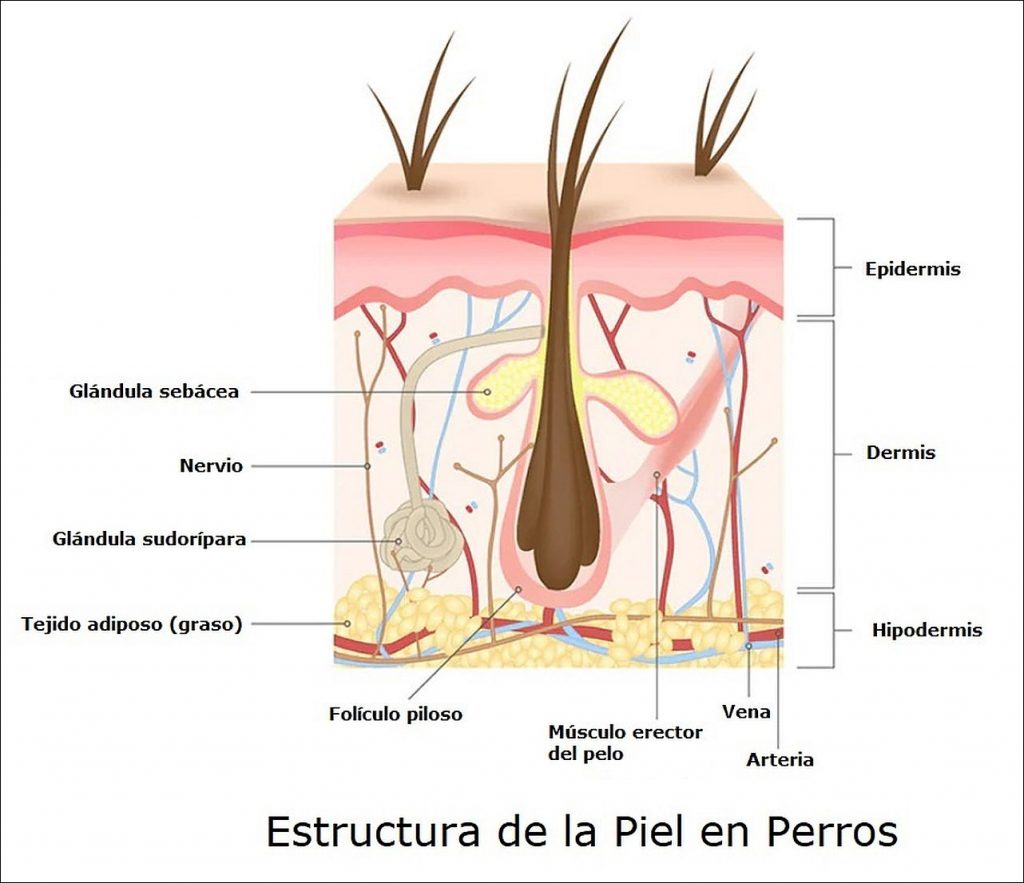 Anatomía de la Piel y Pelo del Perro