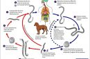 Ciclo Biológico de Strongyloides stercoralis