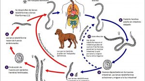 Ciclo Biológico de Strongyloides stercoralis