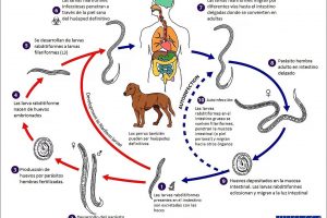 Ciclo Biológico de Strongyloides stercoralis