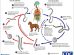 Ciclo Biológico de Strongyloides stercoralis