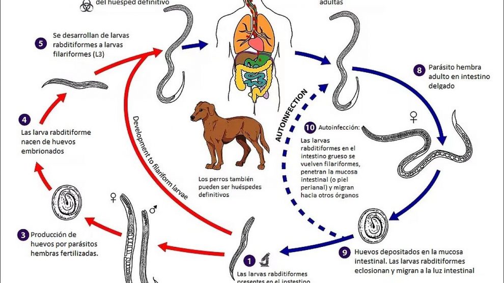 Ciclo Biológico de Strongyloides stercoralis