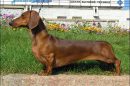 Razas de Perros de Caza: Dachshund