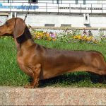 Razas de Perros de Caza: Dachshund