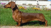 Razas de Perros de Caza: Dachshund