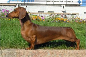 Razas de Perros de Caza: Dachshund