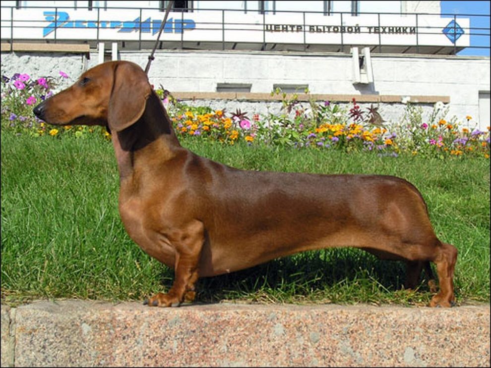 Razas de Perros de Caza: Dachshund