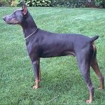 Síndrome del Dobermann azul