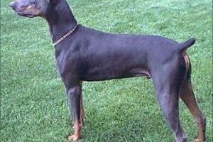 Síndrome del Dobermann azul