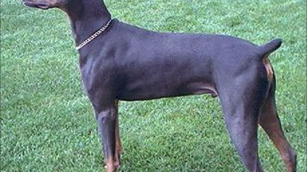 Síndrome del Dobermann azul