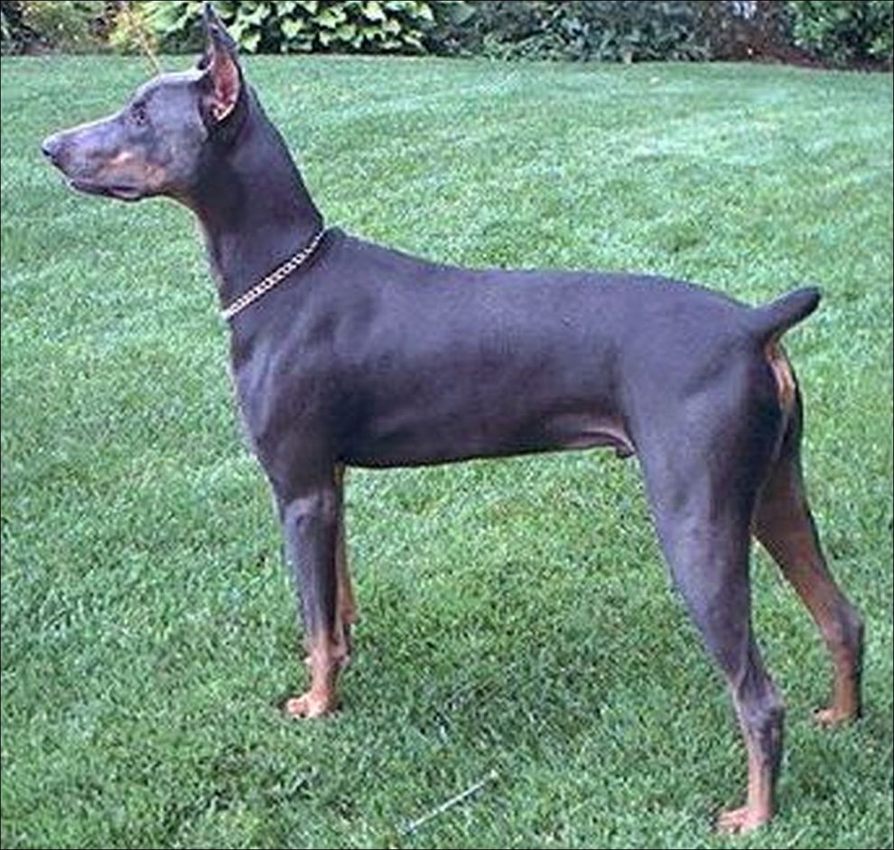 Síndrome del Dobermann azul