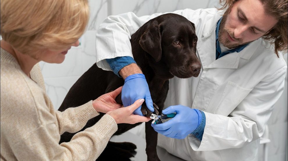 Fractura de Uñas en Perros