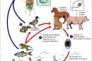 Ciclo Biológico de la Gnatosthomiasis