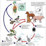 Ciclo Biológico de la Gnatosthomiasis