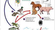 Ciclo Biológico de la Gnatosthomiasis