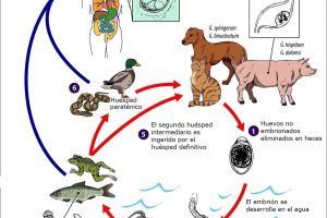 Ciclo Biológico de la Gnatosthomiasis