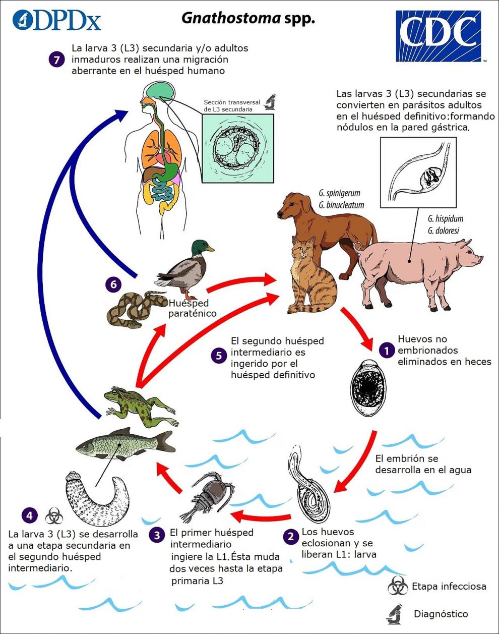 Ciclo Biológico de la Gnatosthomiasis