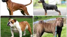 Impétigo en Cachorros Caninos