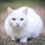 Quemaduras Solares en Perros y Gatos
