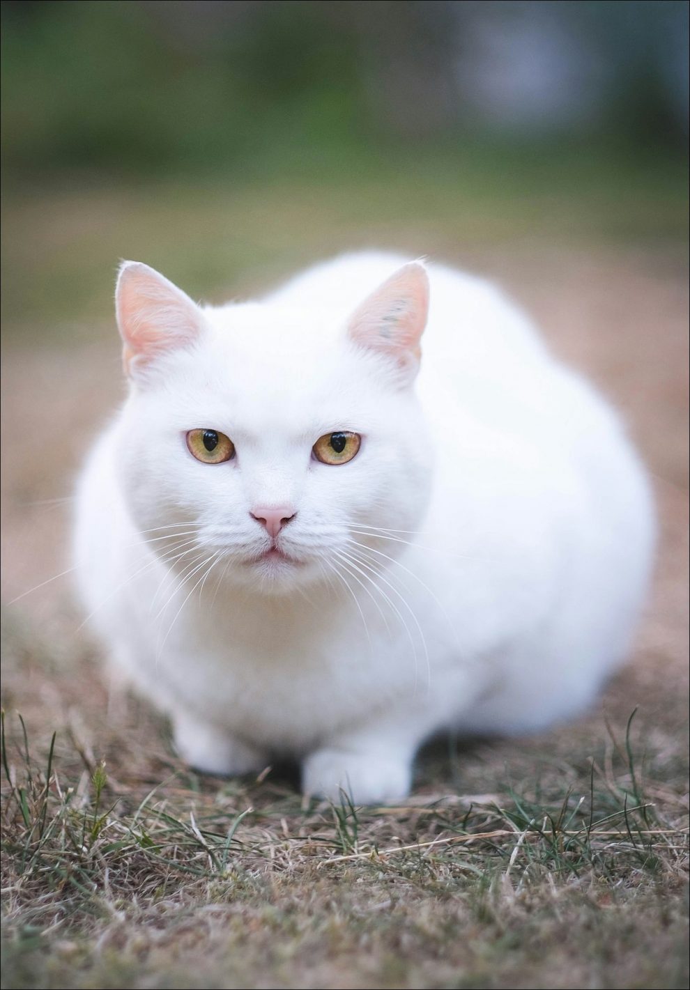 Quemaduras Solares en Perros y Gatos