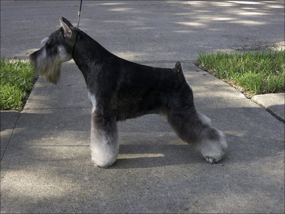 Síndrome del comedón en el Schnauzer