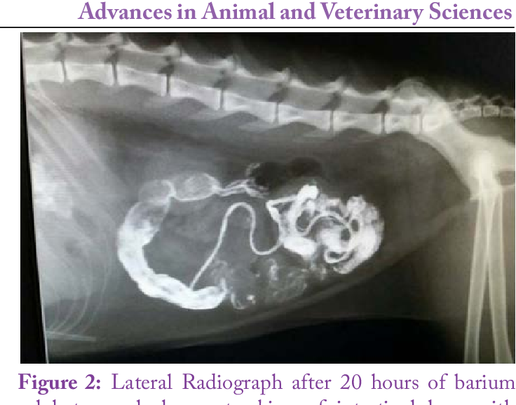 Cuerpo Extraño en Intestino del Perro