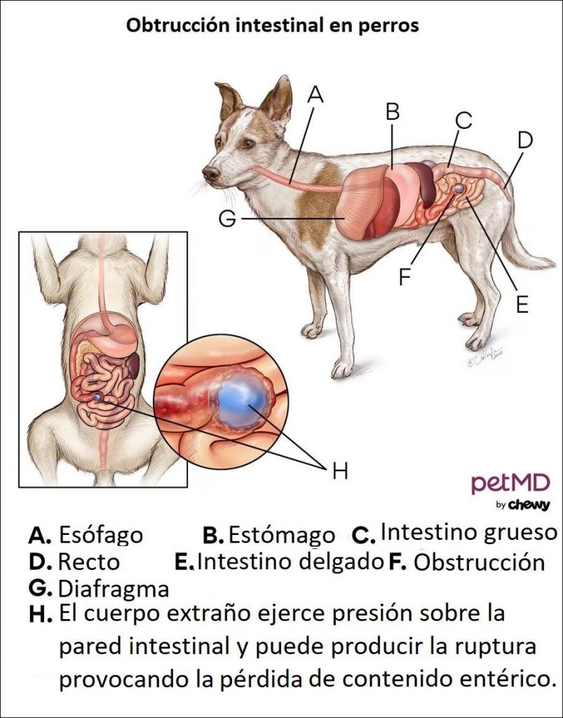 Cuerpo Extraño en Intestino del Perro