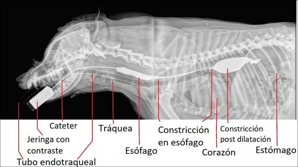 Cuerpo Extraño en el Esofago del Perro