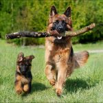 Hipo en Cachorros Caninos