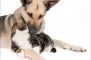 Intususcepción Intestinal en Perros y Gatos