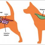 Megaesófago Congénito en el Perro