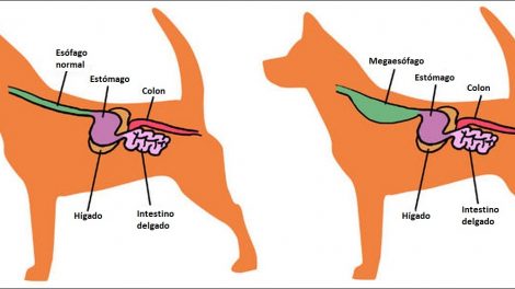 Megaesófago Congénito en el Perro