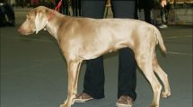 Razas de Perros: Weimaraner