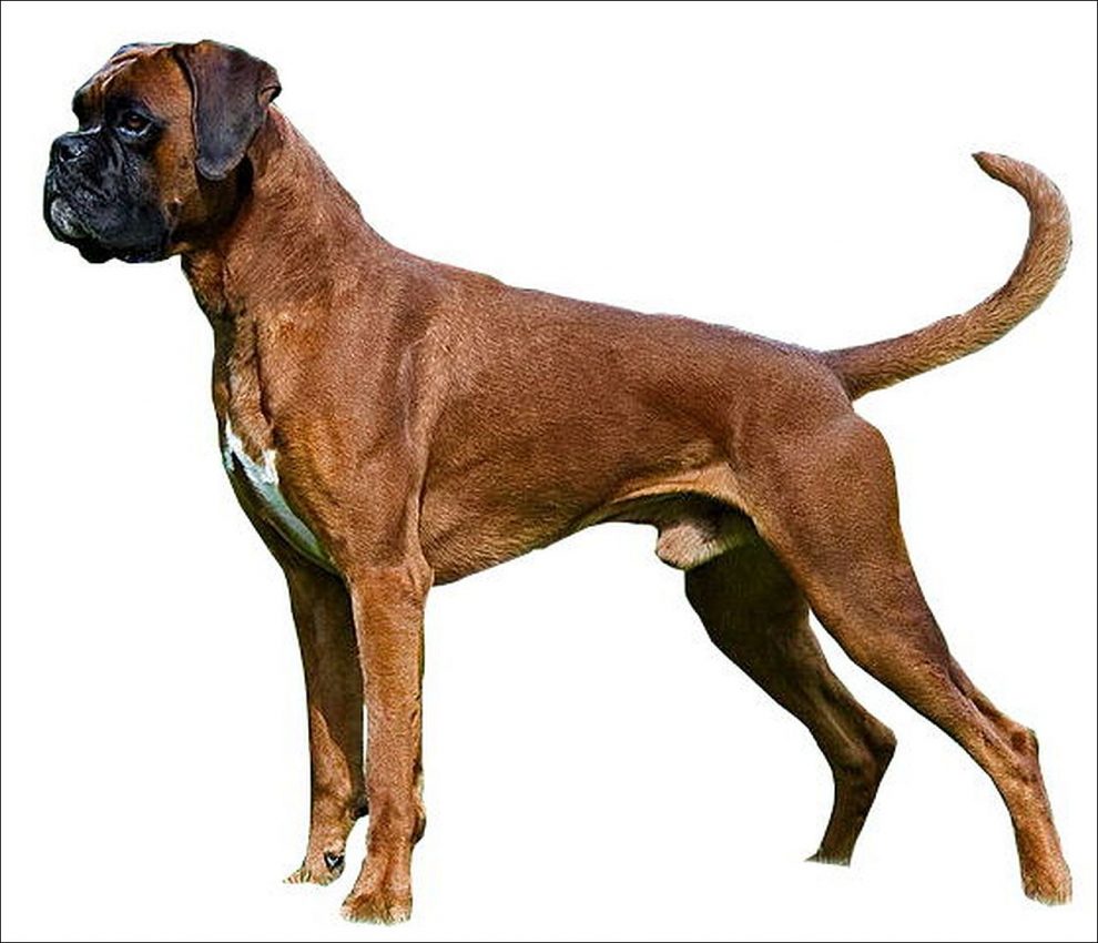 Colitis en el Perro: Boxer