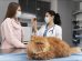 Curva de Glucosa en Sangre en Caninos y Felinos