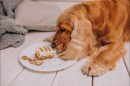 Hipoglucemia en Perros y Gatos