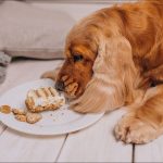 Hipoglucemia en Perros y Gatos