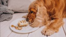 Hipoglucemia en Perros y Gatos